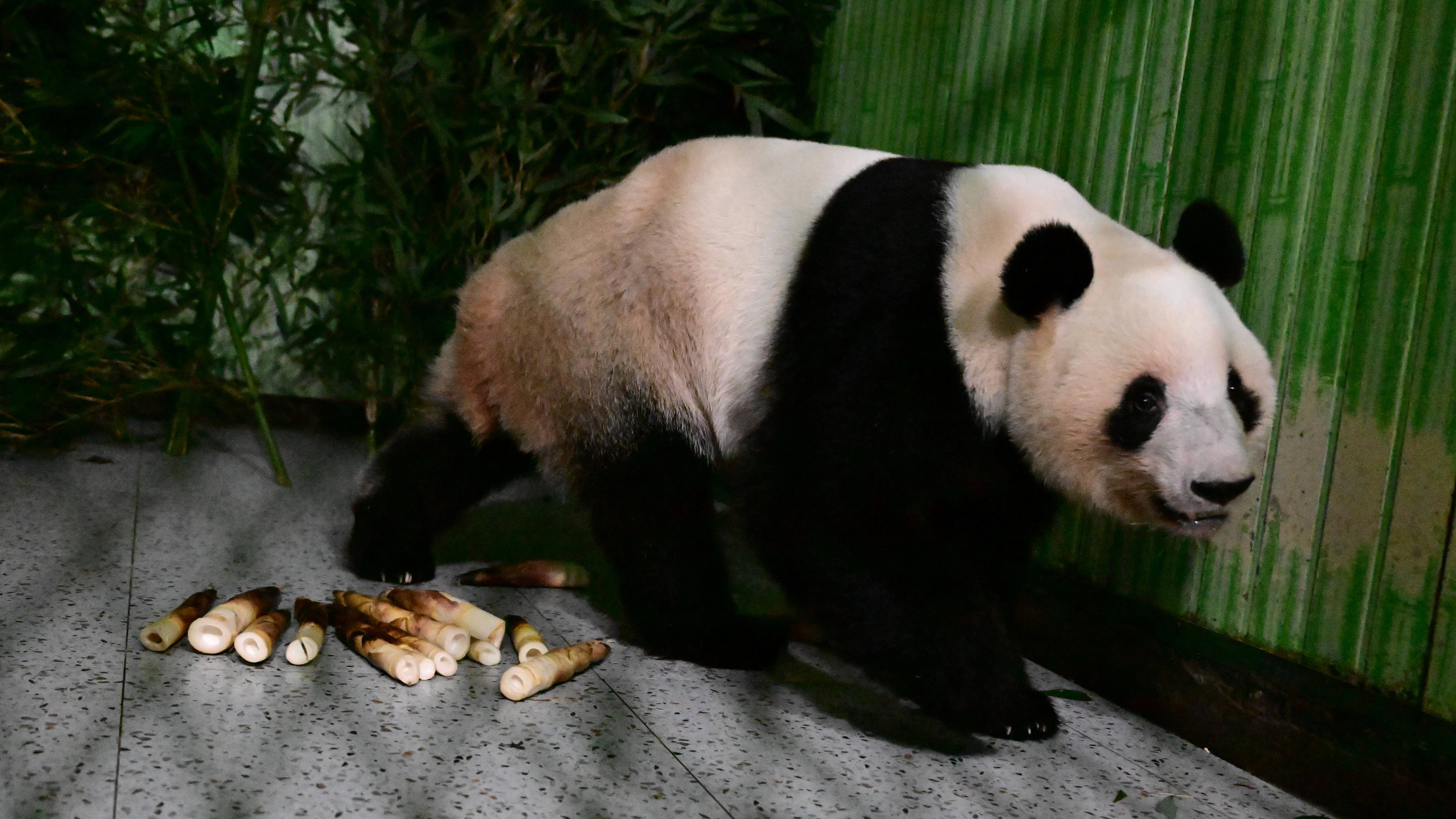 大熊貓“曉曉”“蕾蕾”入住中國(guó)大熊貓保護(hù)研究中心雅安基地