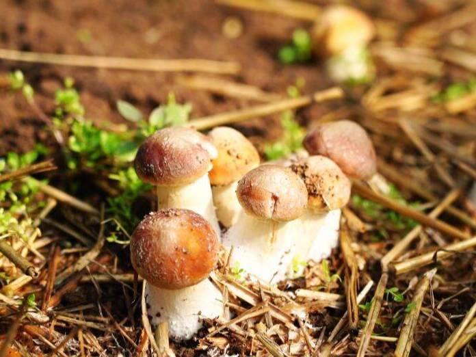 新华社聚焦山东潍坊：樱桃树下菌菇飘香