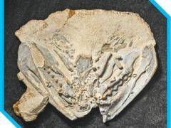 人类的祖先究竟是猿还是鱼？院士科普→