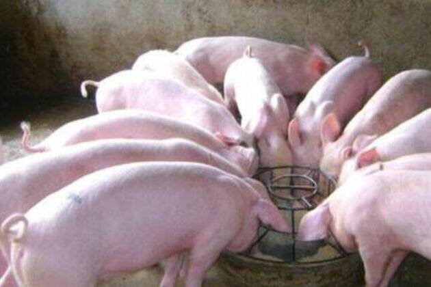 山東畜禽產(chǎn)品“電子身份證”下周啟用，掃碼可溯源