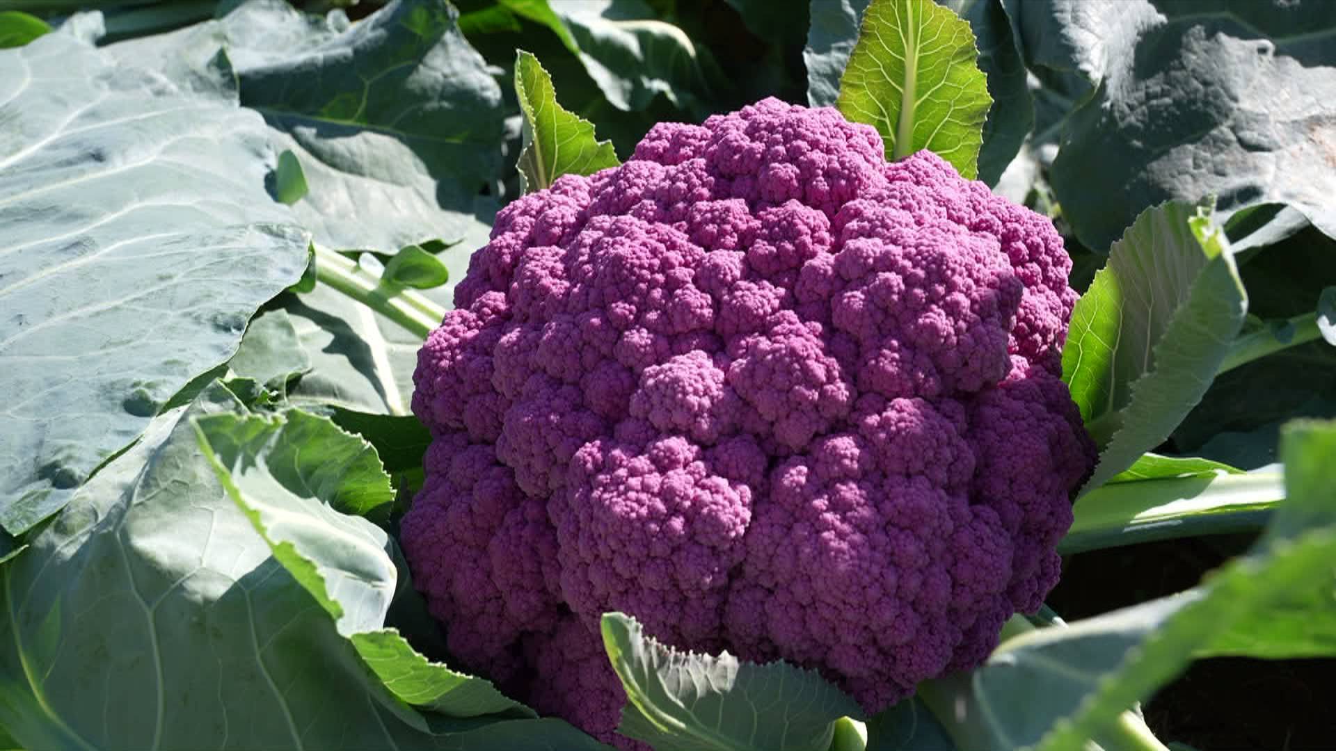 菏泽定陶紫色菜花开出致富花