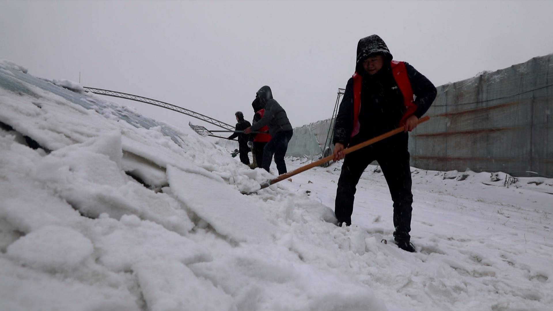 菏澤定陶農技人員指導除雪保生產