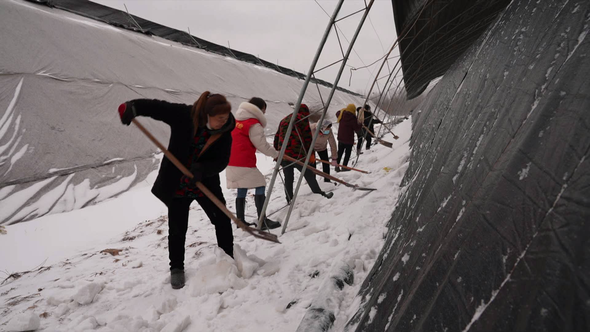 菏泽定陶农技专家指导农户大棚除雪