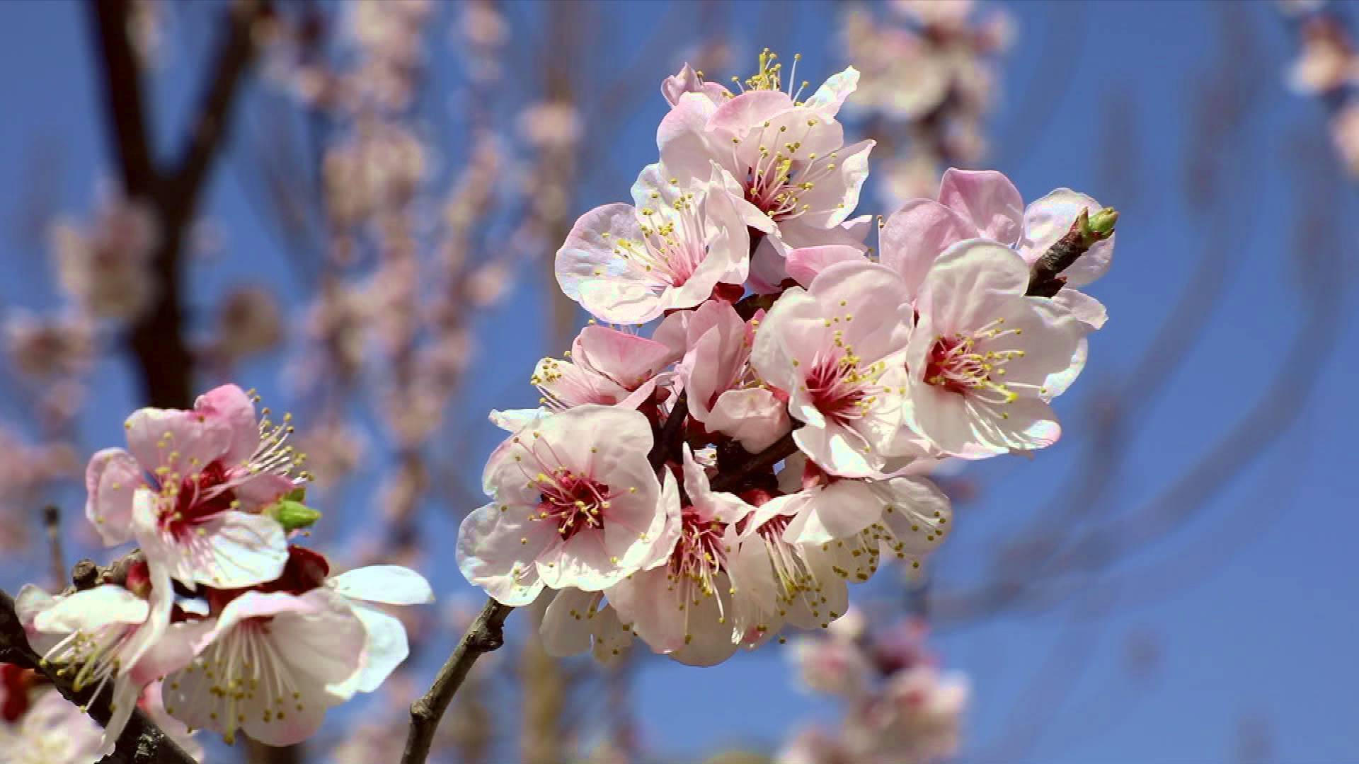 菏泽定陶杏花绽放俏争春