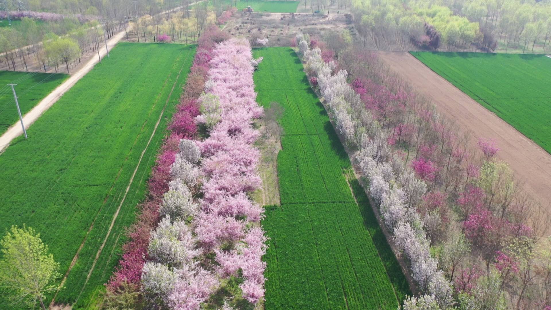 菏泽定陶海棠花开醉春风俏丽枝头美如画