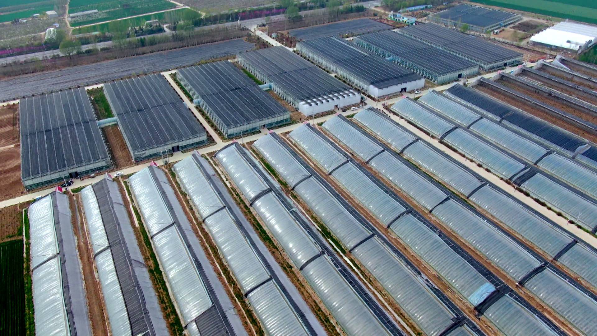 菏泽定陶花卉产业助力乡村振兴