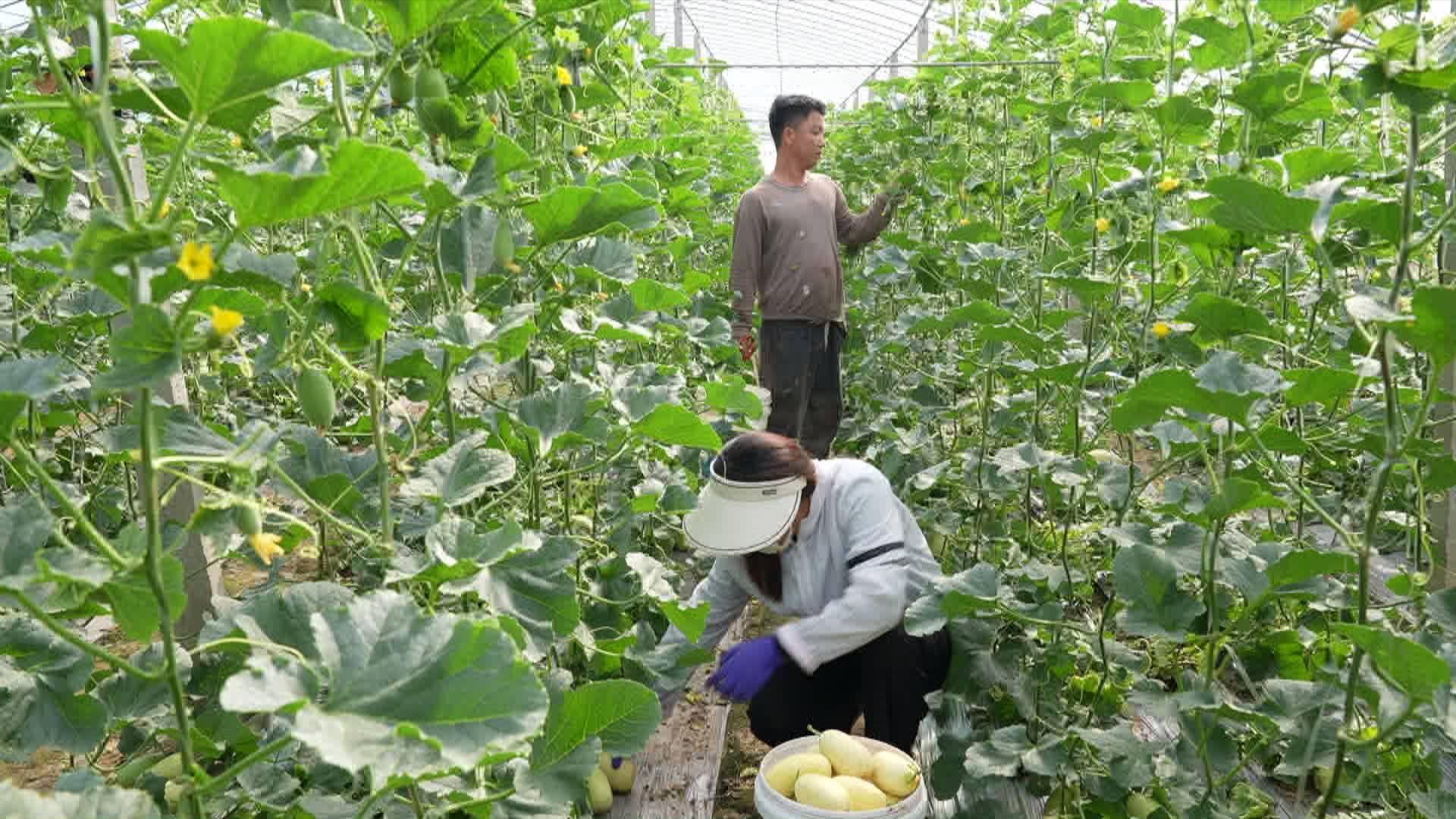 菏泽定陶:大棚甜瓜"甜蜜"上市 特色种植效益高