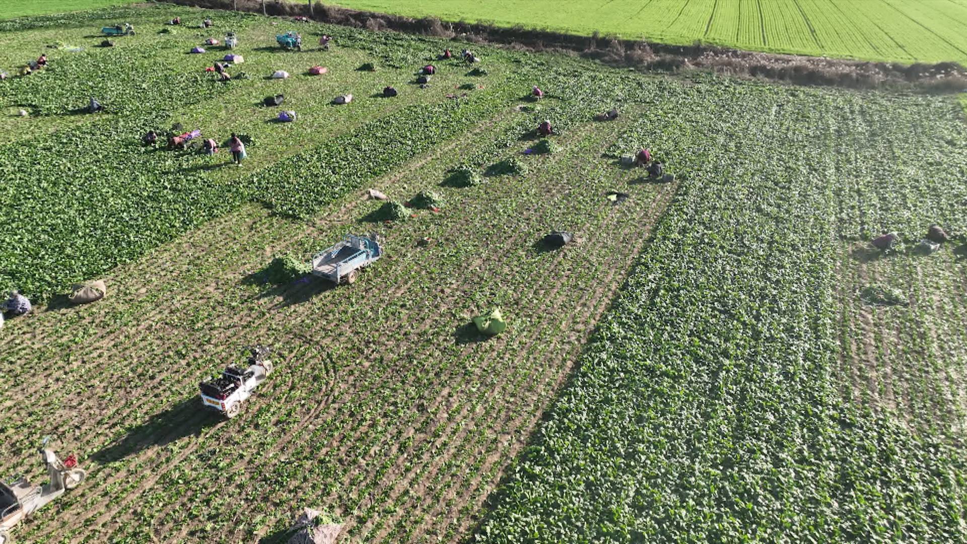 包含种植什么一亩六七十万菏泽市的词条